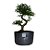 Pré Bonsai de Caliandra Rosa - 4 Anos - PB33 - Imagem 2