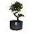 Pré Bonsai de Caliandra Rosa - 4 Anos - PB33 - Imagem 1