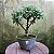 Pré Bonsai Caliandra Rosa - 04 Anos- Escolha A Sua. - Imagem 2