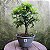 Pré Bonsai Caliandra Rosa - 04 Anos- Escolha A Sua. - Imagem 3