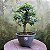 Pré Bonsai Caliandra Rosa - 04 Anos- Escolha A Sua. - Imagem 4