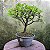 Pré Bonsai Caliandra Rosa - 04 Anos- Escolha A Sua. - Imagem 5