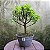 Pré Bonsai Caliandra Rosa - 04 Anos- Escolha A Sua. - Imagem 6