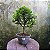 Pré Bonsai Caliandra Rosa - 04 Anos- Escolha A Sua. - Imagem 7