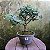 Pré Bonsai Caliandra Rosa - 04 Anos- Escolha A Sua. - Imagem 8