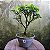 Pré Bonsai Caliandra Rosa - 04 Anos- Escolha A Sua. - Imagem 9
