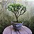Pré Bonsai Caliandra Rosa - 04 Anos- Escolha A Sua. - Imagem 10