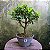 Pré Bonsai Caliandra Rosa - 04 Anos- Escolha A Sua. - Imagem 11
