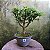 Pré Bonsai Caliandra Rosa - 04 Anos- Escolha A Sua. - Imagem 12