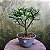 Pré Bonsai Caliandra Rosa - 04 Anos- Escolha A Sua. - Imagem 13