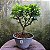 Pré Bonsai Caliandra Rosa - 04 Anos- Escolha A Sua. - Imagem 14