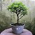 Pré Bonsai Caliandra Rosa - 04 Anos- Escolha A Sua. - Imagem 15