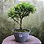 Pré Bonsai Caliandra Rosa - 04 Anos- Escolha A Sua. - Imagem 16