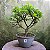 Pré Bonsai Caliandra Rosa - 04 Anos- Escolha A Sua. - Imagem 17
