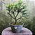 Pré Bonsai Caliandra Rosa - 04 Anos- Escolha A Sua. - Imagem 18