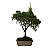 Bonsai De Juniperus Kishu - 03 Anos - Escolha O Seu. - Imagem 1