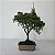 Bonsai De Juniperus Kishu - 03 Anos - Escolha O Seu. - Imagem 3