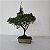 Bonsai De Juniperus Kishu - 03 Anos - Escolha O Seu. - Imagem 4