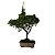 Bonsai De Juniperus Kishu - 03 Anos - Escolha O Seu. - Imagem 2