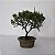 Bonsai De Juniperus Kishu - 03 Anos - Escolha O Seu. - Imagem 1