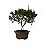 Bonsai De Juniperus Kishu - 03 Anos - Escolha O Seu. - Imagem 3