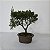 Bonsai De Juniperus Kishu - 03 Anos - Escolha O Seu. - Imagem 2