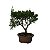 Bonsai De Juniperus Kishu - 03 Anos - Escolha O Seu. - Imagem 4
