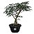 Pré Bonsai de Caliandra Vermelha - 4 Anos - PB38 - Imagem 1