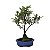 Bonsai De Azaleia Satsuki - 04 Anos - Escolha A Sua. - Imagem 1