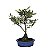 Bonsai De Azaleia Satsuki - 04 Anos - Escolha A Sua. - Imagem 2