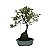 Bonsai De Azaleia Satsuki - 04 Anos - Escolha A Sua. - Imagem 5