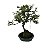 Bonsai De Azaleia Satsuki - 04 Anos - Escolha A Sua. - Imagem 7