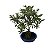 Bonsai De Azaleia Satsuki - 04 Anos - Escolha A Sua. - Imagem 4