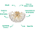 Plafon 60cm 10xE14 Metal Dourado Cristal Dcx01227d - Imagem 3