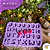 Moldes Letra Avi 004 - Imagem 1