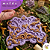 Molde Arabescos Avi 067 - Imagem 1