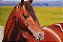 TELA DE CAVALO MANGA LARGA, TAMANHO 60/80cm - Imagem 2