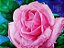TELA DE FLOR, ROSA COR ROSA. - Imagem 3