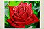 TELA DE FLOR, ROSA COR VERMELHO. - Imagem 2