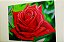 TELA DE FLOR, ROSA COR VERMELHO. - Imagem 3
