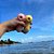 ESTIMULADOR DE CLITORIS LILO SMALL SEAHORSE  - - Imagem 4