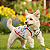 Roupa Pet Camiseta Cachorro PP ao XG Patrulha Canina - Imagem 1
