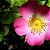 Essência Rosa Mosqueta - Imagem 1