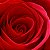 Essência Rosa Vermelha - Imagem 1