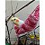 Redinha para Aves - Imagem 1