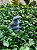 Cobra em pedra Quartzo Azul - Imagem 2