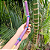 Tepi de Bambu Azul, Rosa e Roxo - Imagem 3