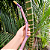 Tepi de Bambu Marrom e Roxo - Imagem 7