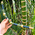 Tepi de Bambu Verde e Amarelo - Imagem 4