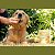 Biscoito Natural Assado Sabor Banana, Aveia e Mel Brincalhão 250g - Petisco Para Cachorro Super Premium Formato Osso - Imagem 4